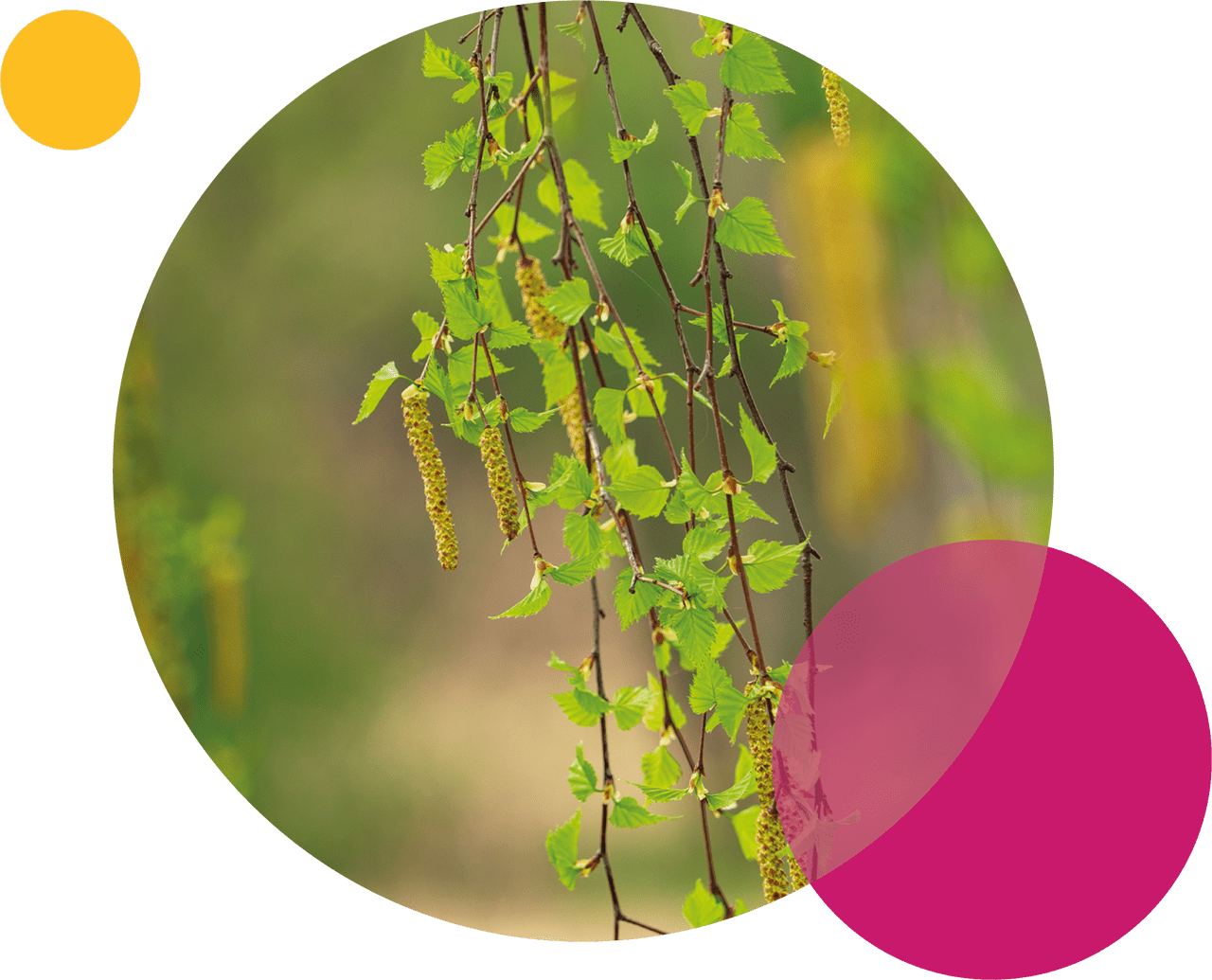 Monvie EnerQi Energiekosmetik Inhaltsstoffe Heilpflanze Betula Alba - die Birke