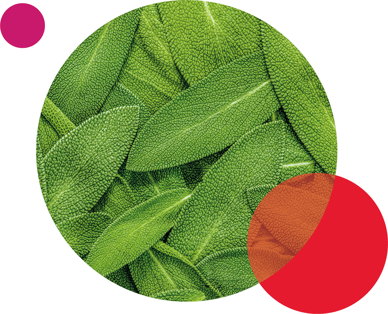 Monvie EnerQi Energiekosmetik Inhaltsstoffe Heilpflanze - das Heilmittel der Griechen - der Salbei