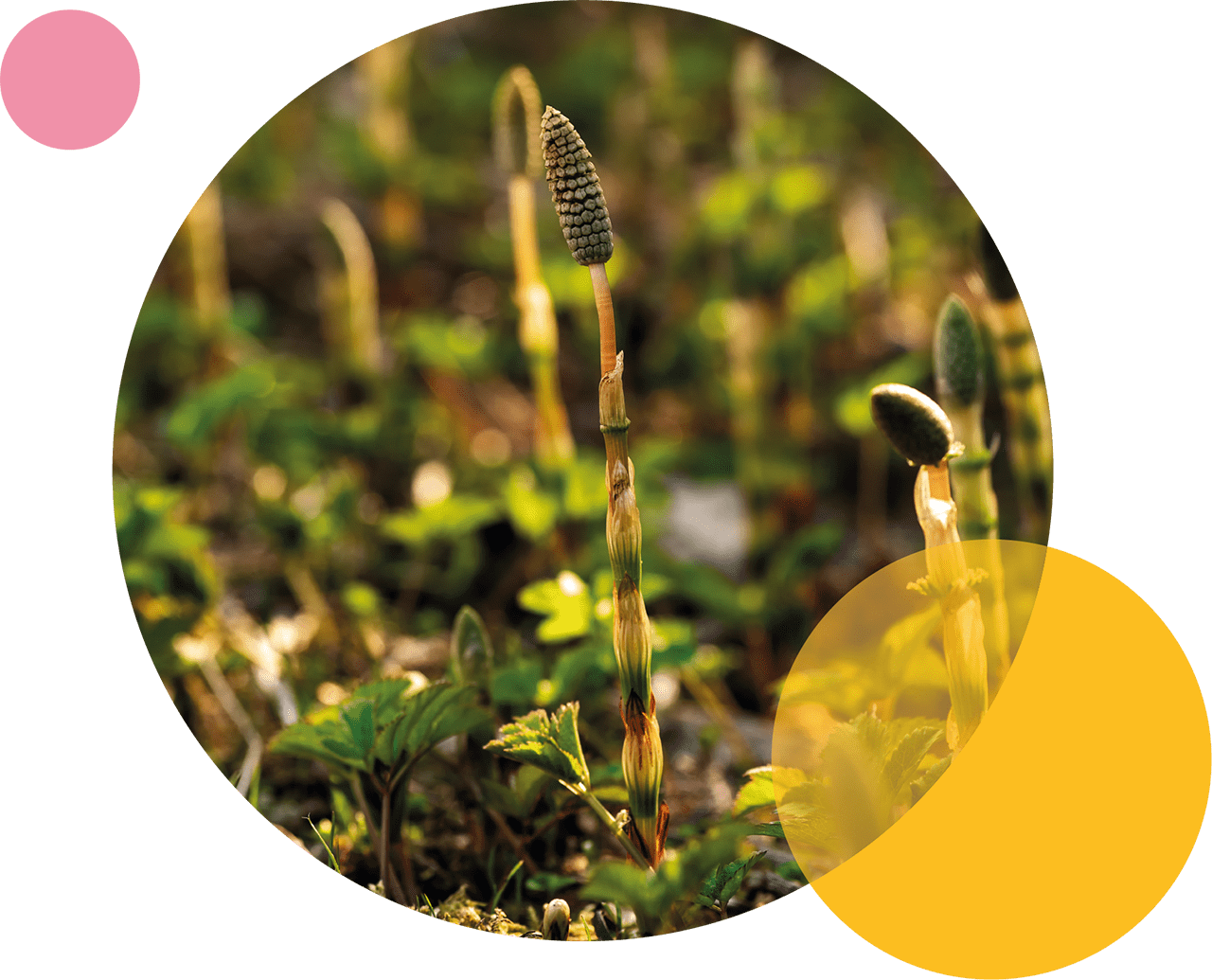 Monvie EnerQi Energiekosmetik Inhaltsstoffe Heilpflanze Equisetum rAvense L. Equisetacea - der Ackerschachtelhalm